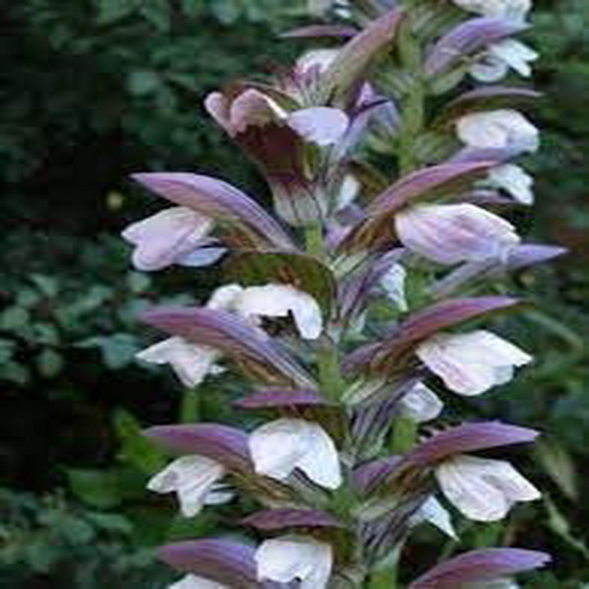 Acanthus Mollis Flower Seeds for Planting Heirloom, Non-GMO, High Germination Organic Garden Seeds