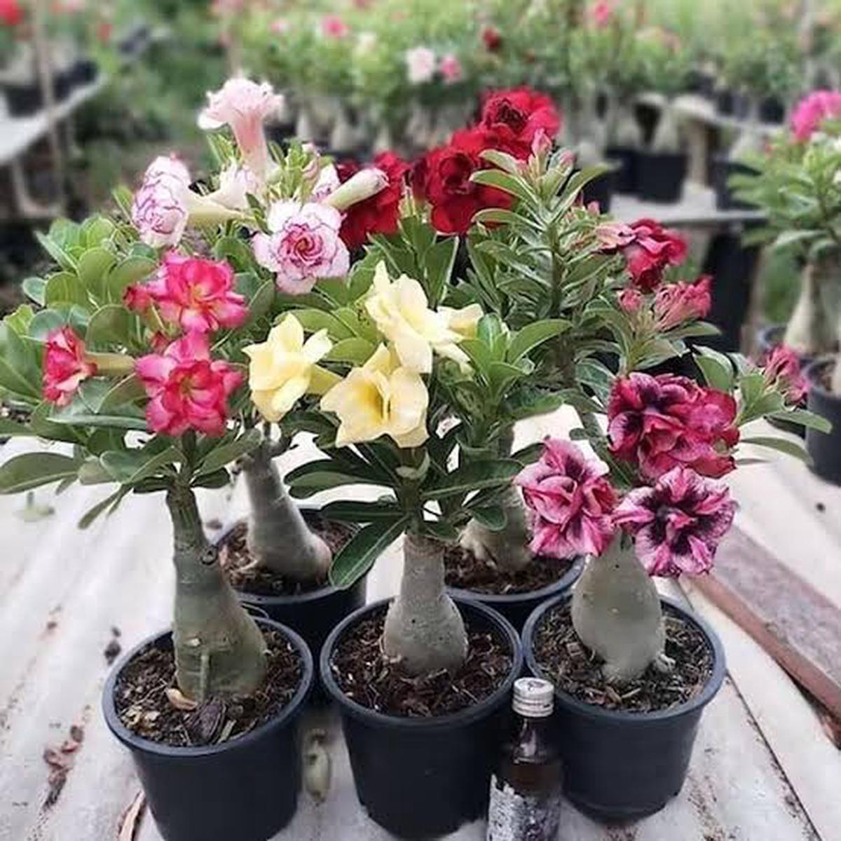 Adenium Flower Seeds for Planting Heirloom Non-GMO High Germination Organic Garden Seeds