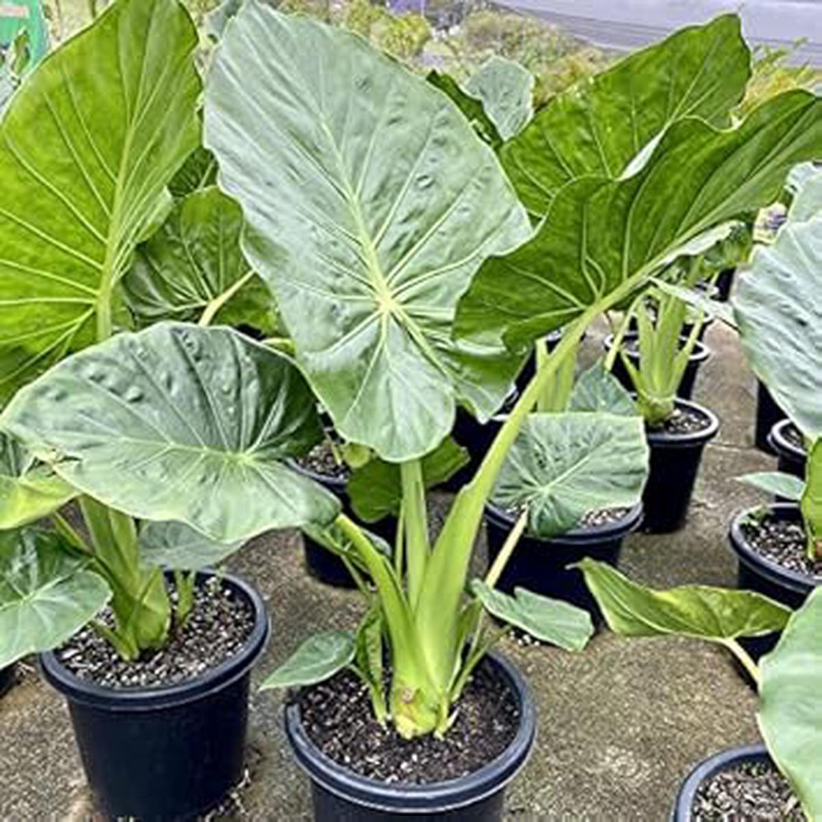 Alocasia Macrorrhiza Plant Seeds for Gardening Non-GMO, Heirloom, High Germination Seeds