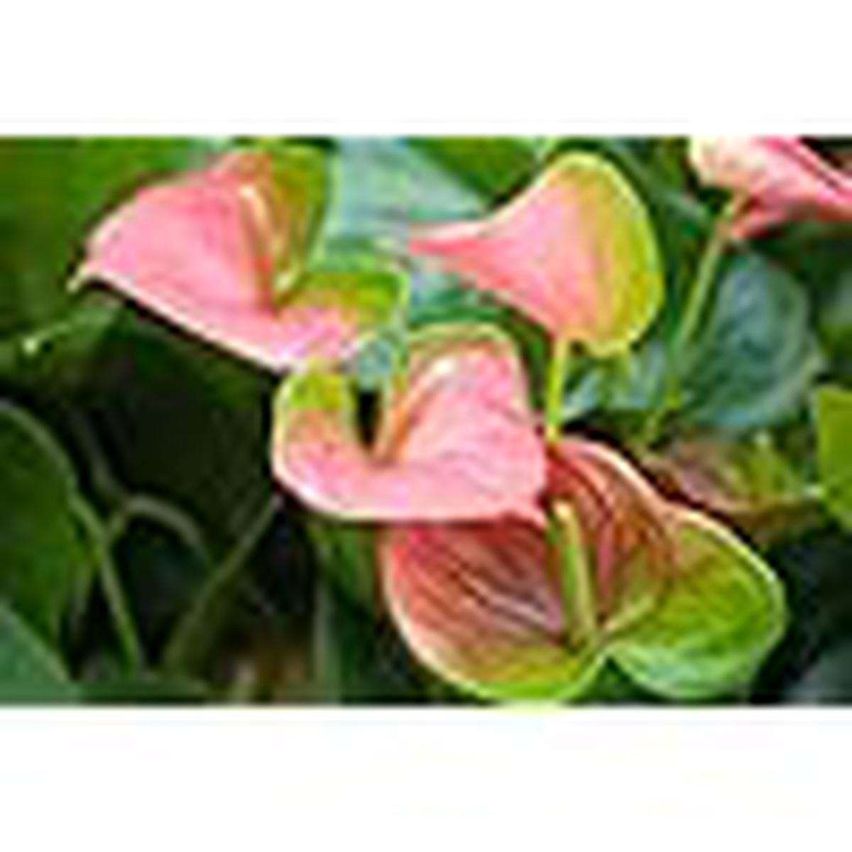 Anthurium Pink Green Flower Seeds for Planting Heirloom, Non-GMO, High Germination Organic Garden Seeds