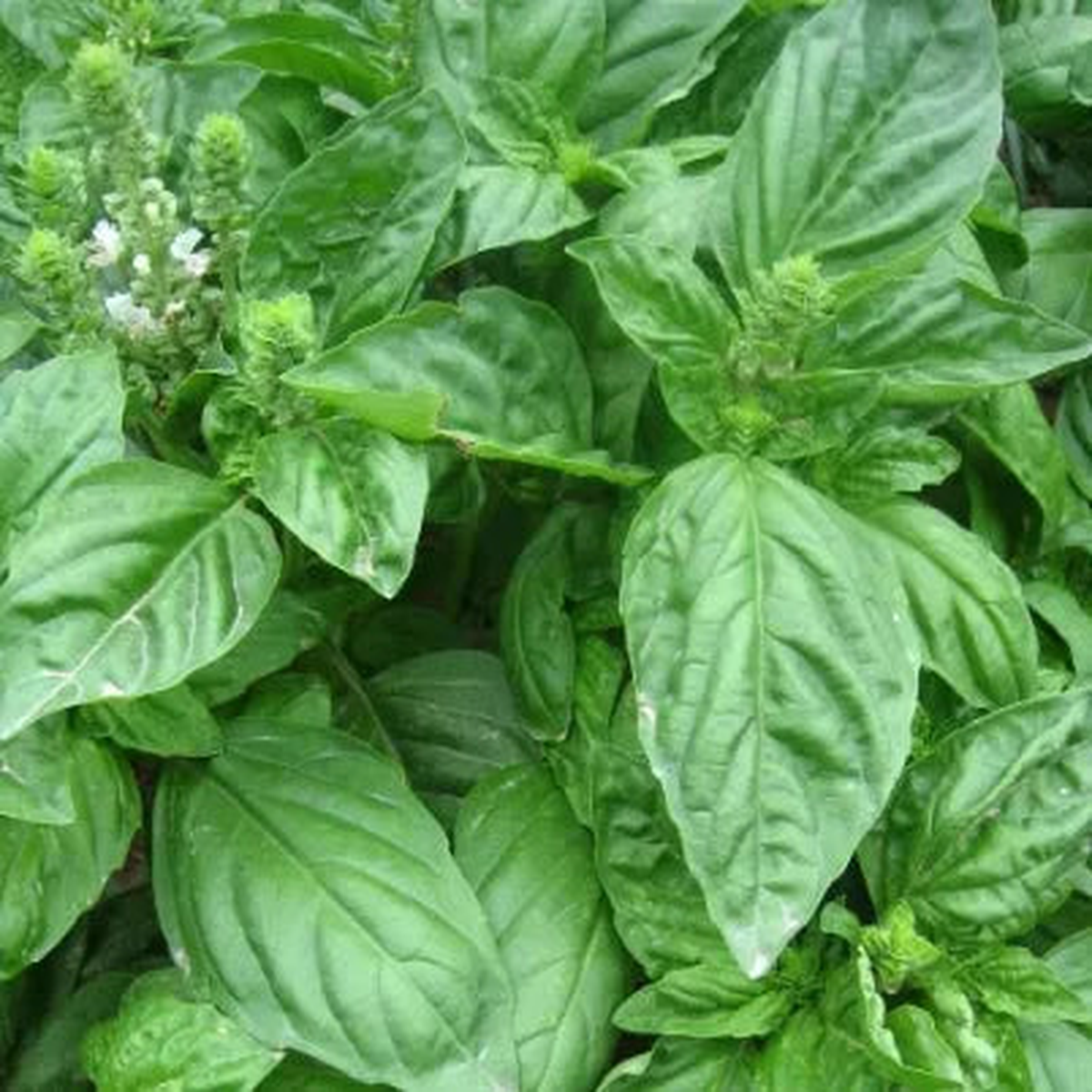 Aromatic Flower Medicinal And Edible Aromatic Plants Ocimum 'Large Leaf Flower  Heirloom, Non-GMO, High Germination Organic Garden Seeds
