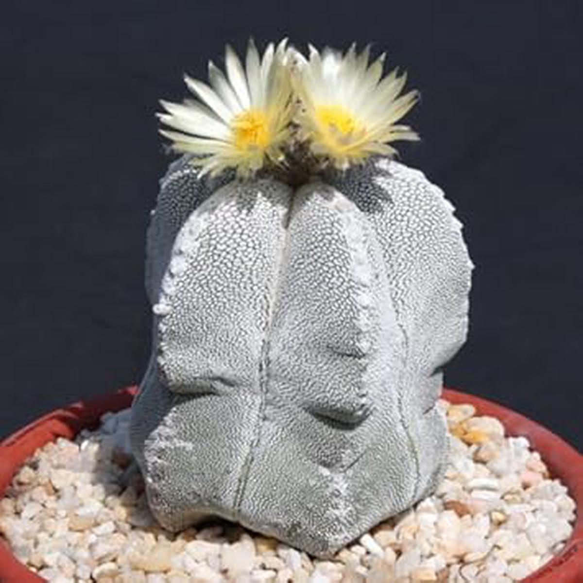Astrophytum Myriosrigma Plant Seeds for Planting - 100 pcs
