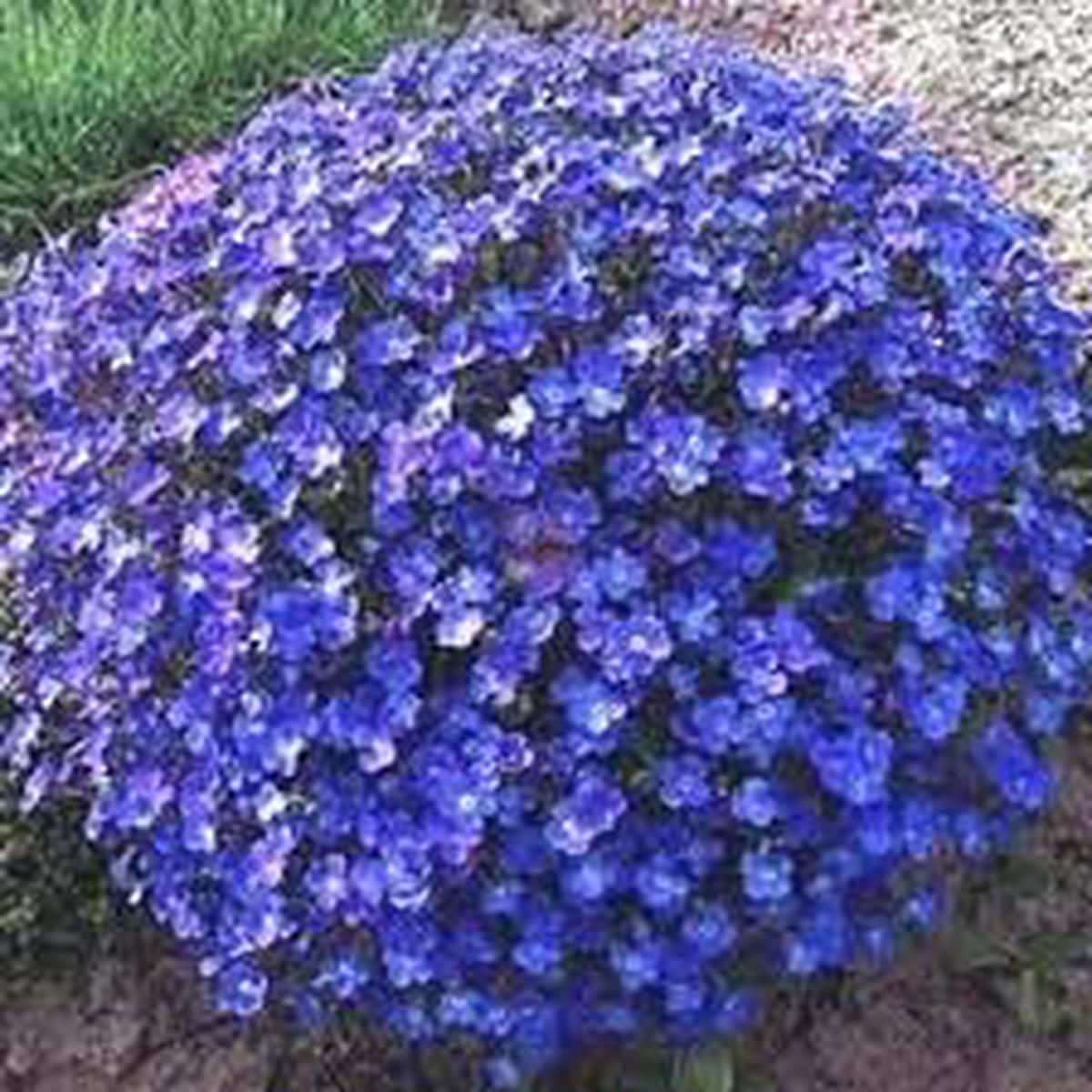 Aubrieta Perennial Flower Seeds for Planting - 100 pcs