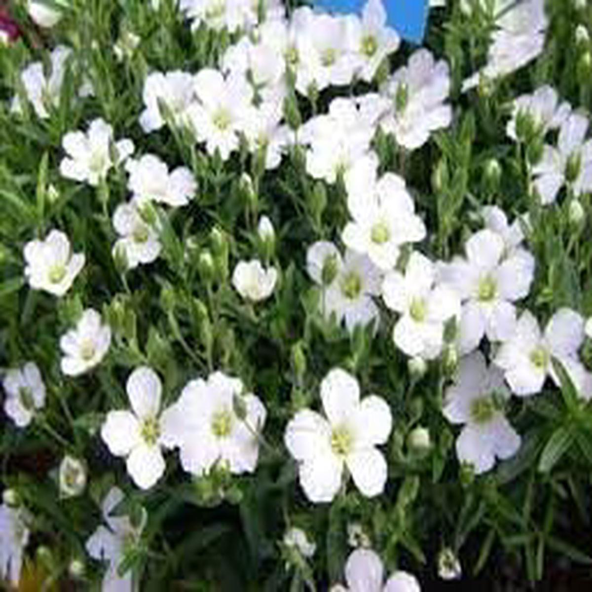 Avalanche Flower Seeds for Planting - 100 pcs