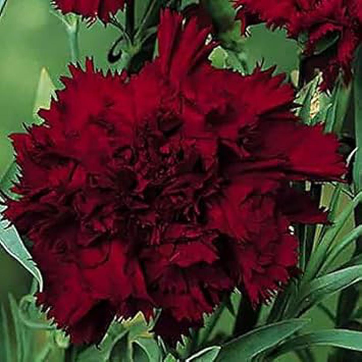Baren Red Dianthus Seeds for Planting Organic, Heirloom, Non-GMO, High Germination Garden Seeds