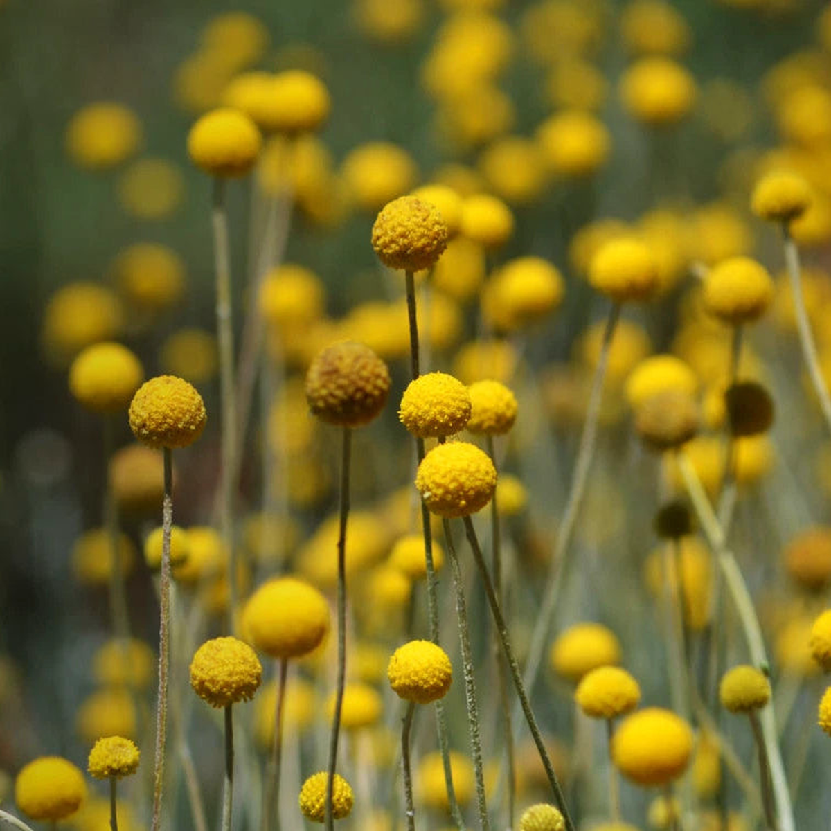 Billy Buttons Drumsticks - Seeds Flower Craspedia globosa  Heirloom, Non-GMO, High Germination Organic Garden Seeds