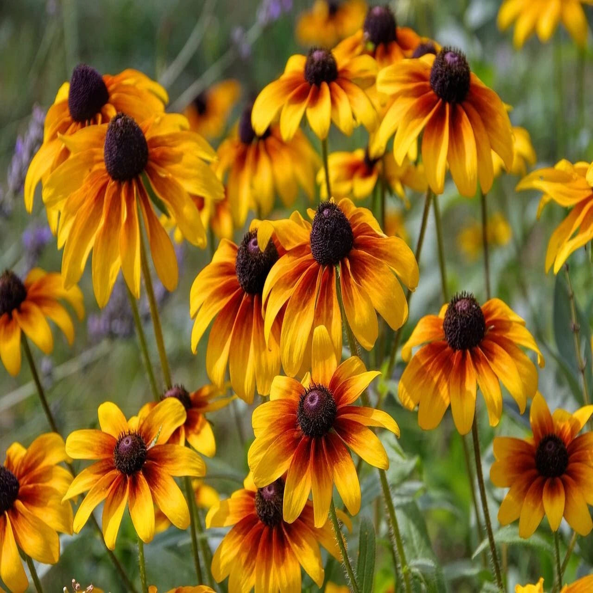 Black Eyed Susan Seeds ------------------ Seeds  Heirloom, Non-GMO, High Germination Organic Garden Seeds