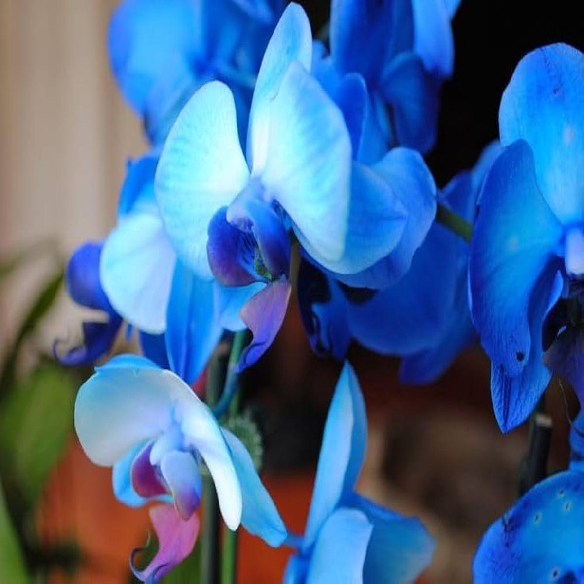 Blue Cymbidium Flower Seeds for Planting Heirloom, Non-GMO, High Germination Organic Garden Seeds