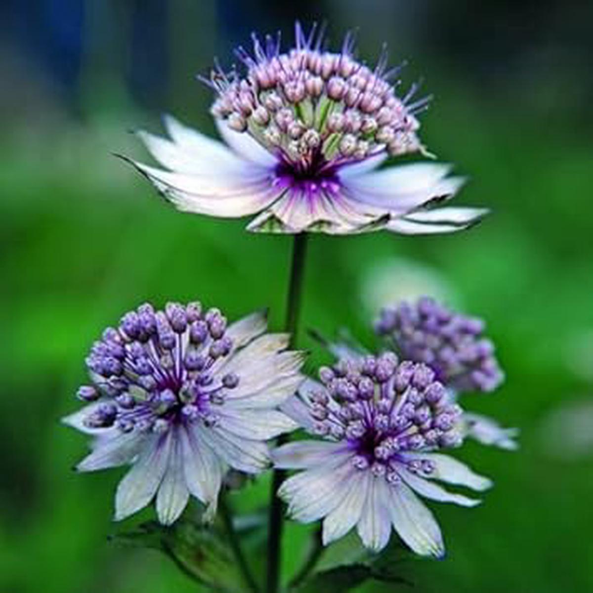Blue Masterwort Flower Seeds for Planting | Heirloom Non-GMO High Germination Organic Garden Seeds