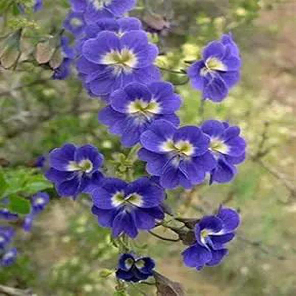 Blue Nasturtium Flower Seeds  Heirloom, Non-GMO Flower Seeds for Planting