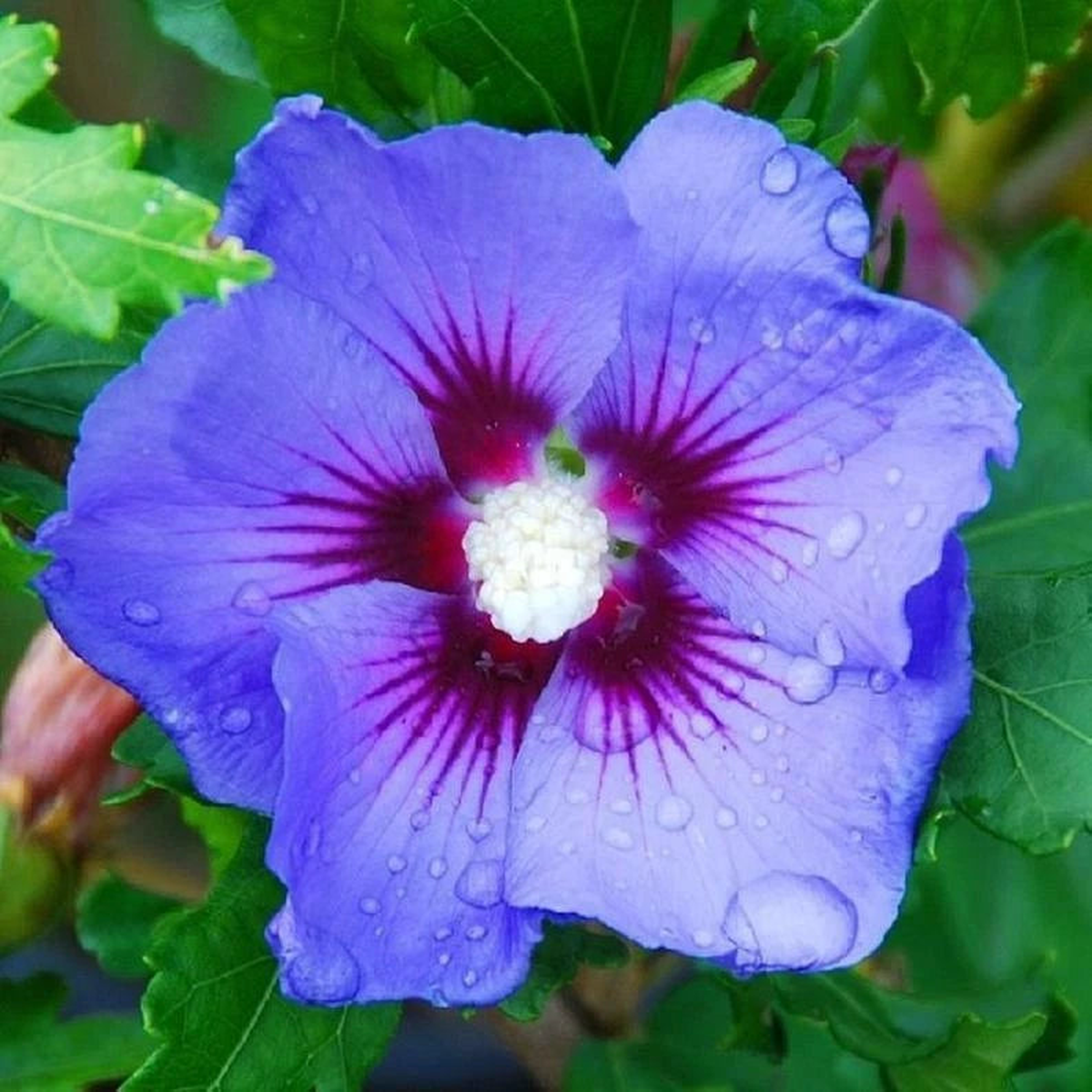 Blue Purple Hibiscus Seeds Flowers Flower Seed Perennial Bloom  Heirloom, Non-GMO, High Germination Organic Garden Seeds