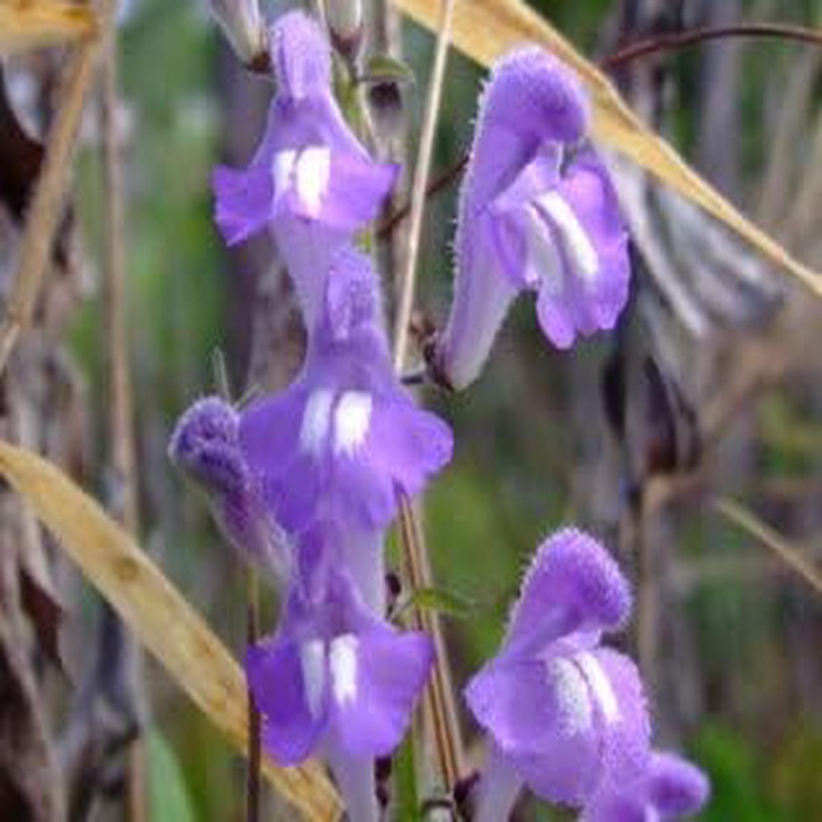 Blue Skullcap Flower seeds for Planting - Shade Tolerant, Heirloom & GMO Free Seeds for Home Garden