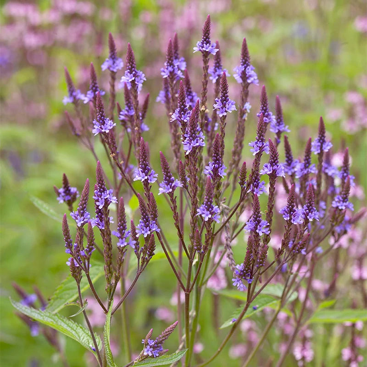 Blue Vervain Flower Seeds for Planting Bright Blooms, Heirloom, Non-GMO, High Germination Garden Seeds