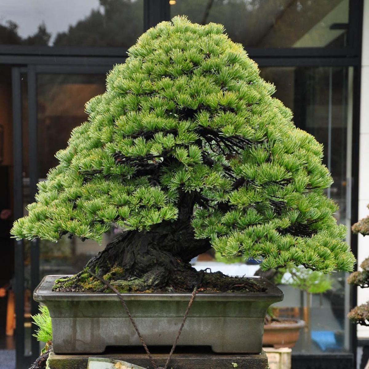 BONSAI PINE TREE SEEDS rare exotic home garden mini dwarf SELLER TRACK  Heirloom, Non-GMO, High Germination Organic Garden Seeds