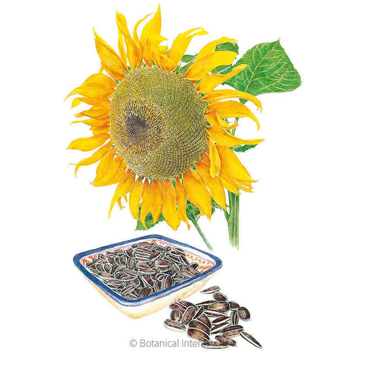 Botanical Interests Mongolian Giant Sunflower Seeds