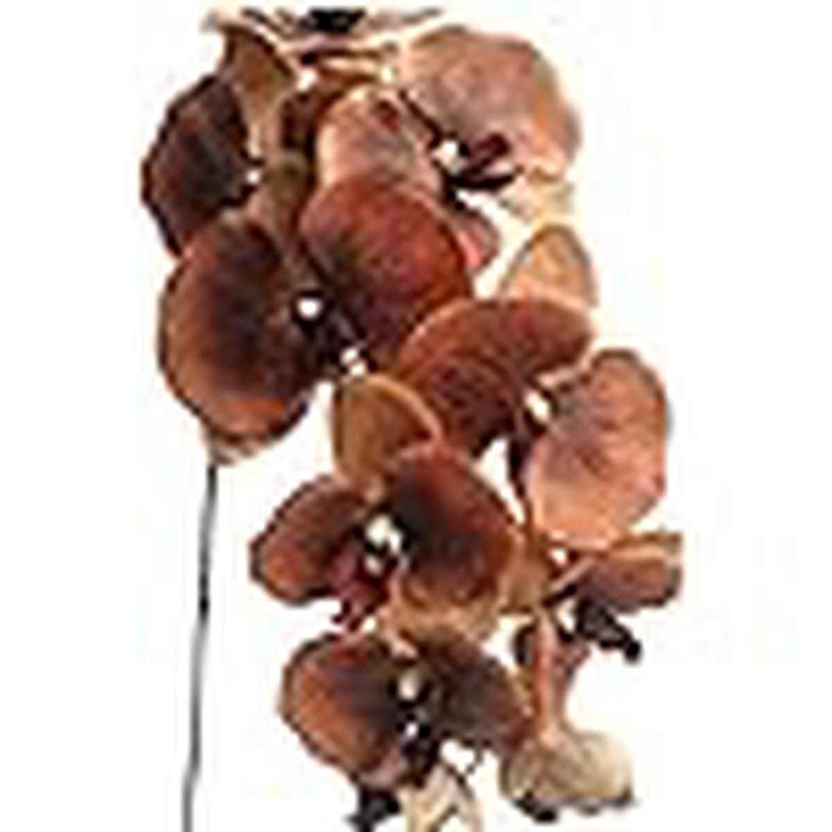 Brown Phalaenopsis Orchid Flower Seeds  Heirloom, Non-GMO, Low Maintenance Organic Garden Seeds for Planting
