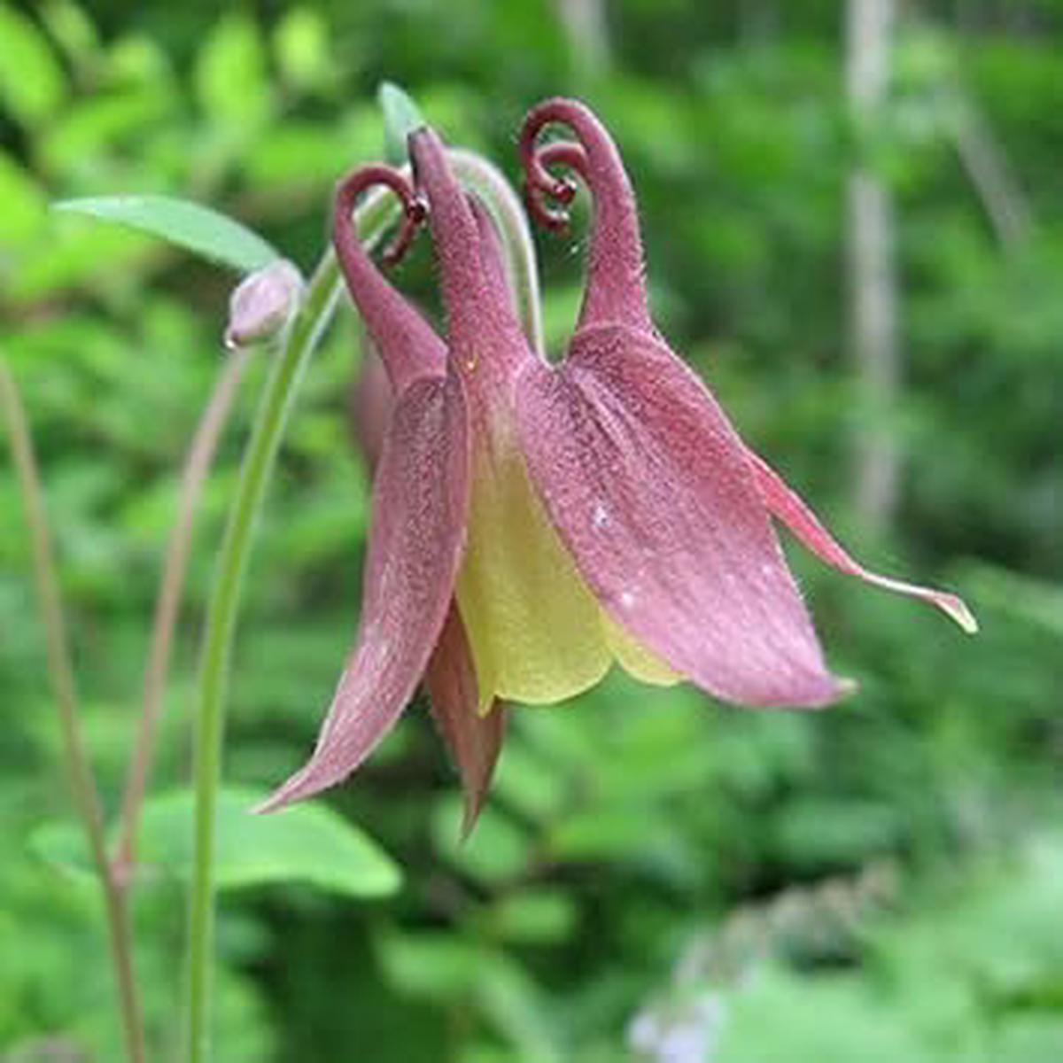 Buergeriana Seeds for Planting  Organic Heirloom Non-GMO Garden Flower Seeds