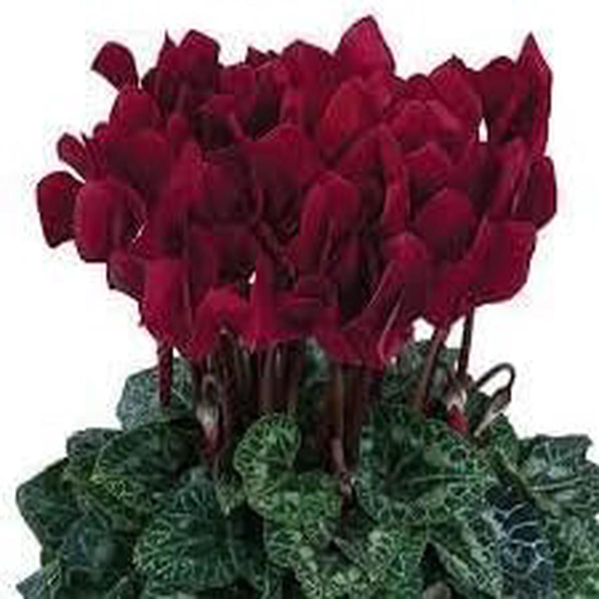 Burgundy Cyclamen Flower Seeds for Planting - Heirloom, Non-GMO, High Germination Organic Garden Seeds