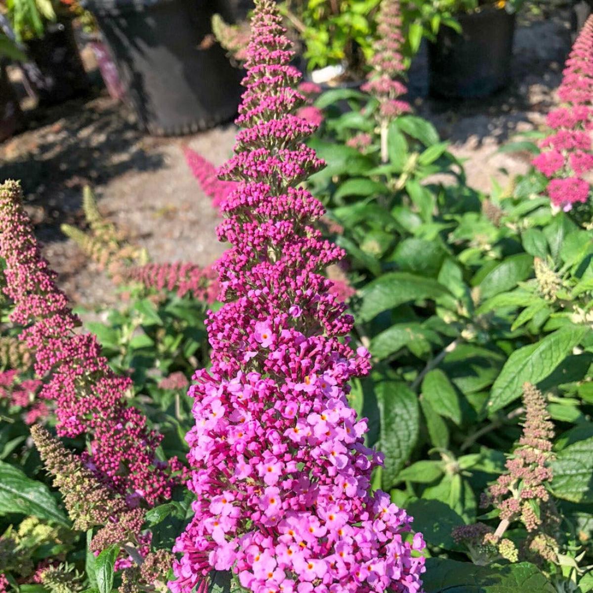 Butterfly Bush (Buddleja davidii) Flower Seeds for Planting  Heirloom, Non-GMO, Pollinator-Friendly, Perennial
