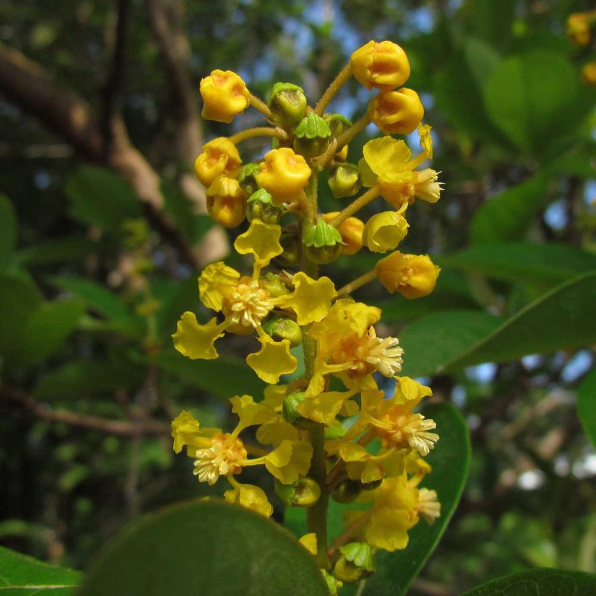 Byrsonima Crassifolia Flower Seeds  Heirloom Non-GMO Seeds for Garden Planting