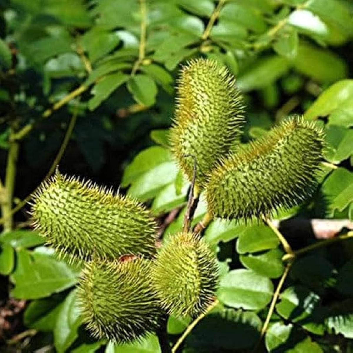 Caesalpinia Bonducella Plant Seeds for Planting - 100 pcs