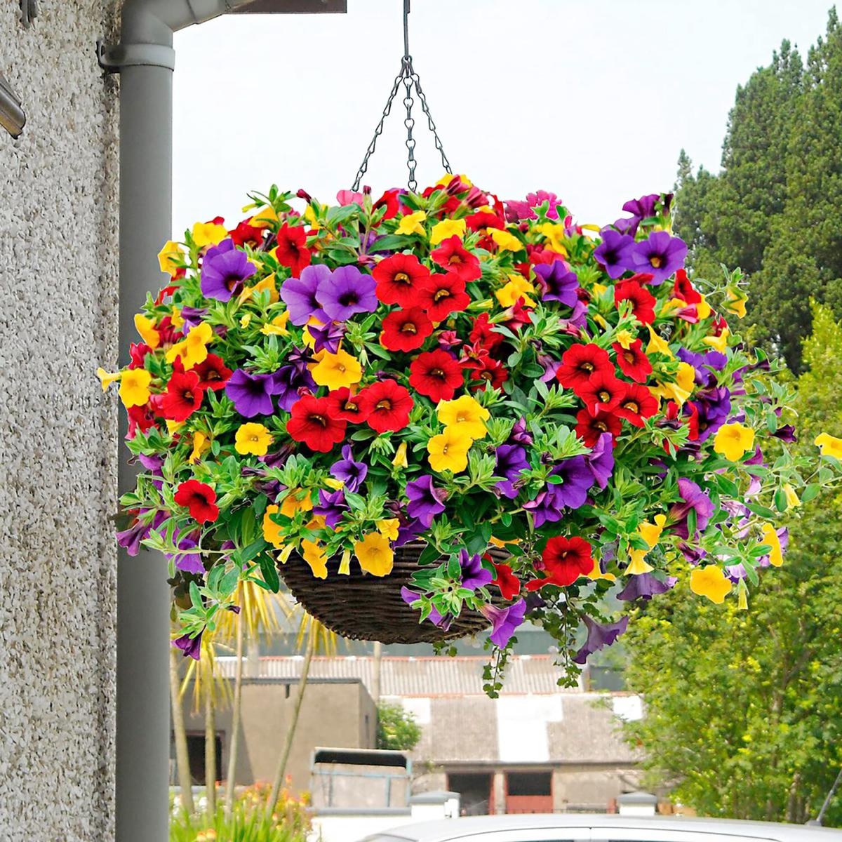 Calibrachoa Flower Seeds for Planting  Heirloom, Non-GMO, Miniature Petunia Variety