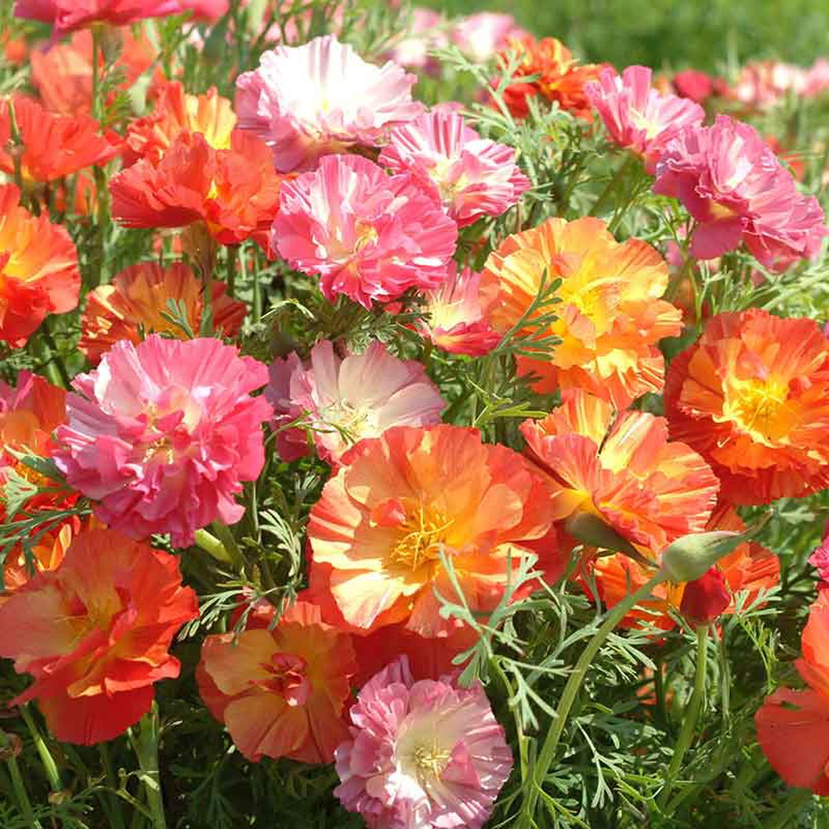 California Poppy Seeds - XL Jelly Beans