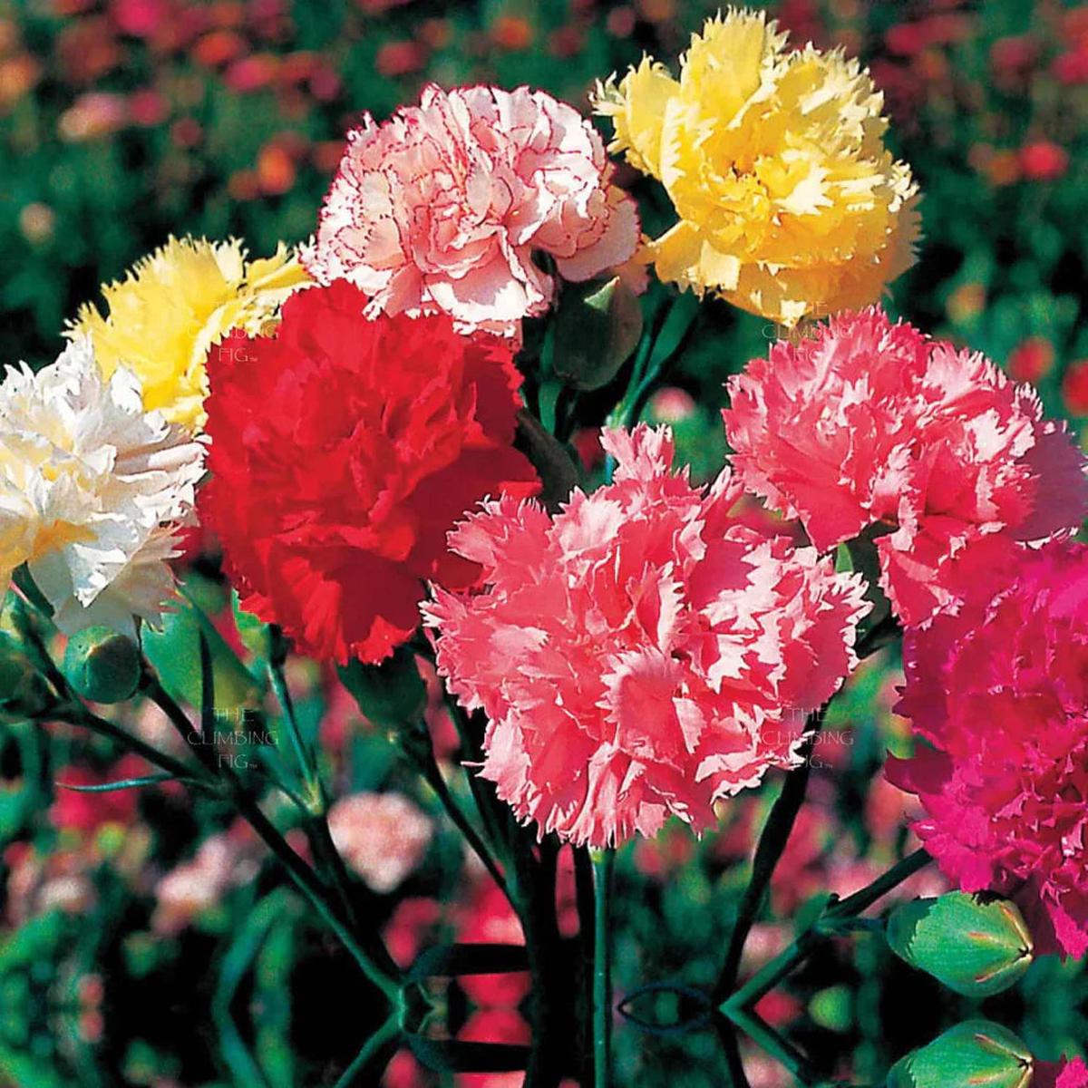 Carnation Flower seeds for Planting - Compact Growth, Heirloom & GMO Free Seeds for Home Garden