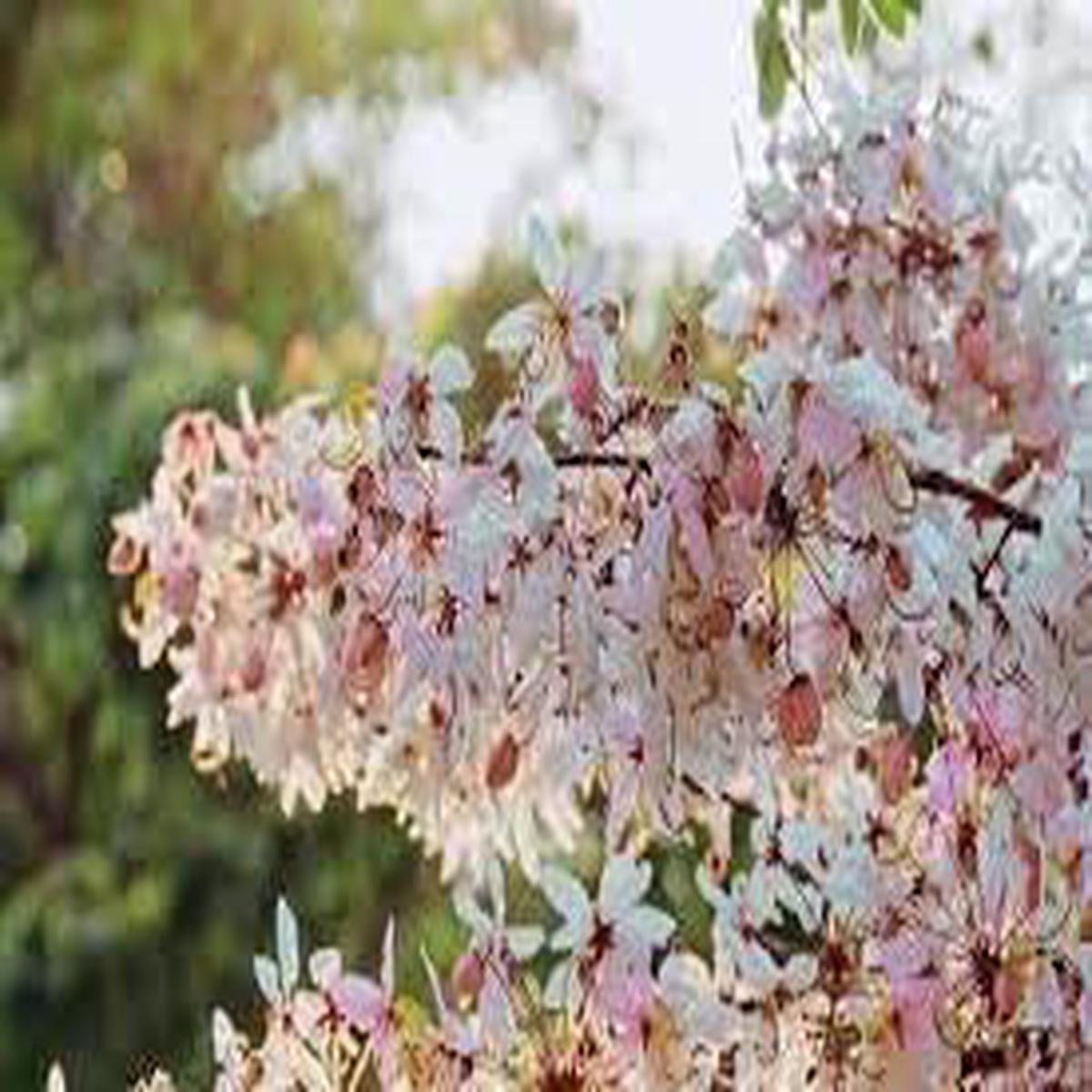 Cassia Flower seeds for Planting Hardy Variety Heirloom & GMO Free Seeds for Home Garden