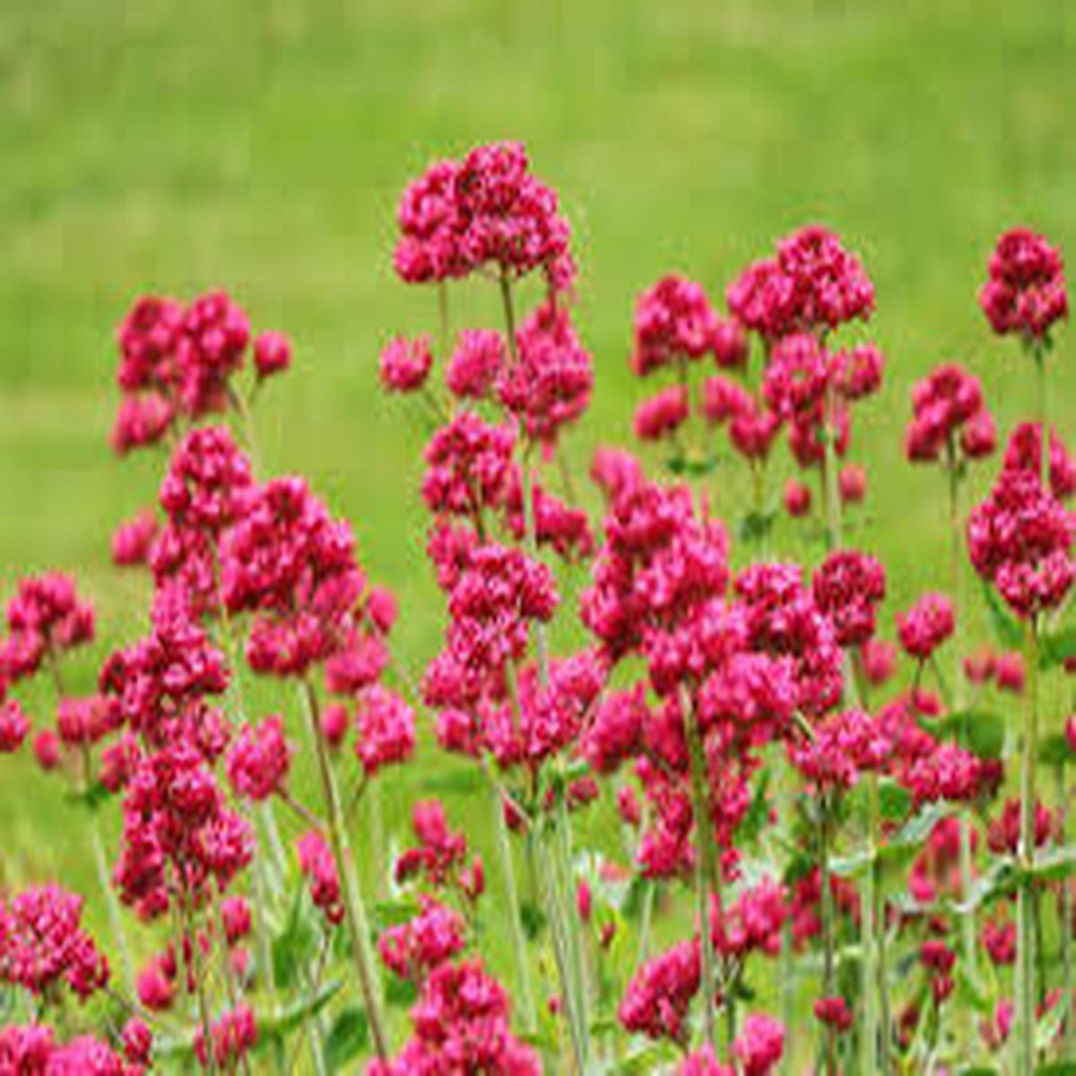 Centranthus Ruber Flower Seeds for Planting - Bright Blooms, Heirloom & Non-GMO, 100pcs, High Germination
