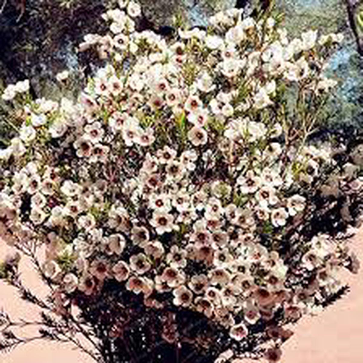 Chamelaucium Flower Seeds for Planting | Heirloom Non-GMO Organic Garden Seeds, Cut Flower Favorite, High Germination
