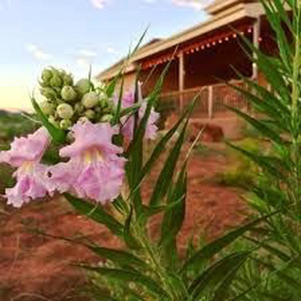 Chilopsis Flower seeds for Planting Colorful Display Heirloom & GMO Free Seeds for Home Garden