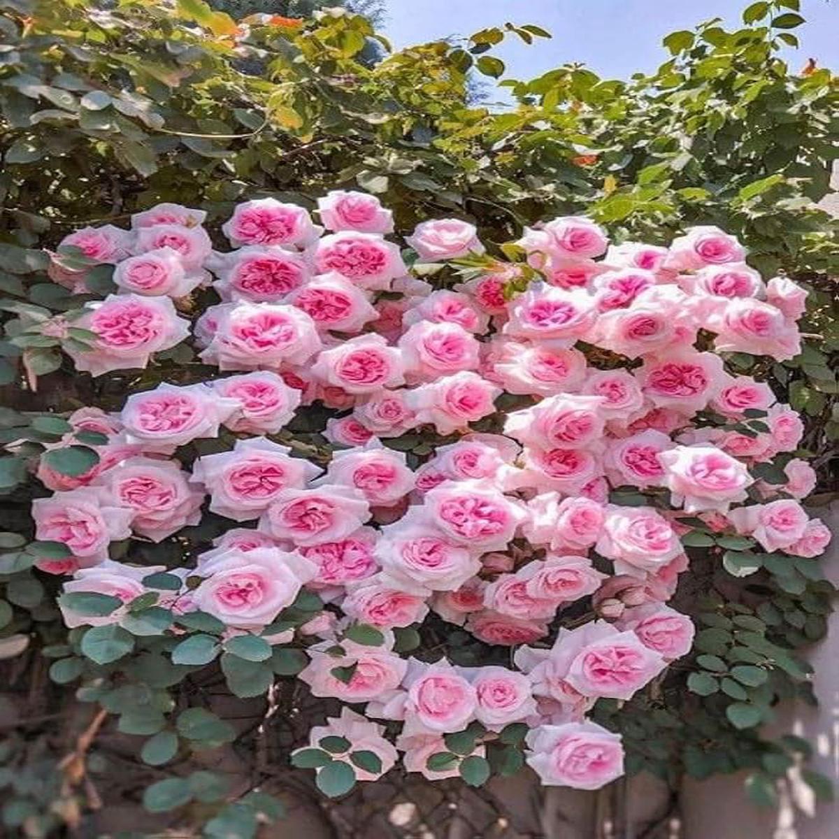 Chinese Climbing Rose Rosa Chinensis Flower Seeds for Home trellises and backyard gardens