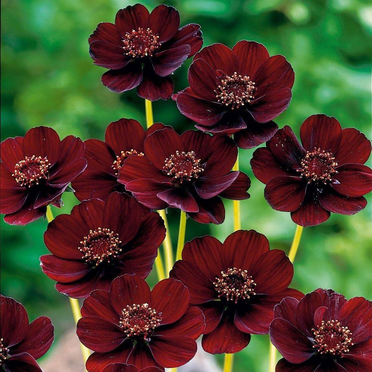 Chocolate Cosmos Flower Seeds for Planting Heirloom, Non-GMO, Easy to Grow, Annual