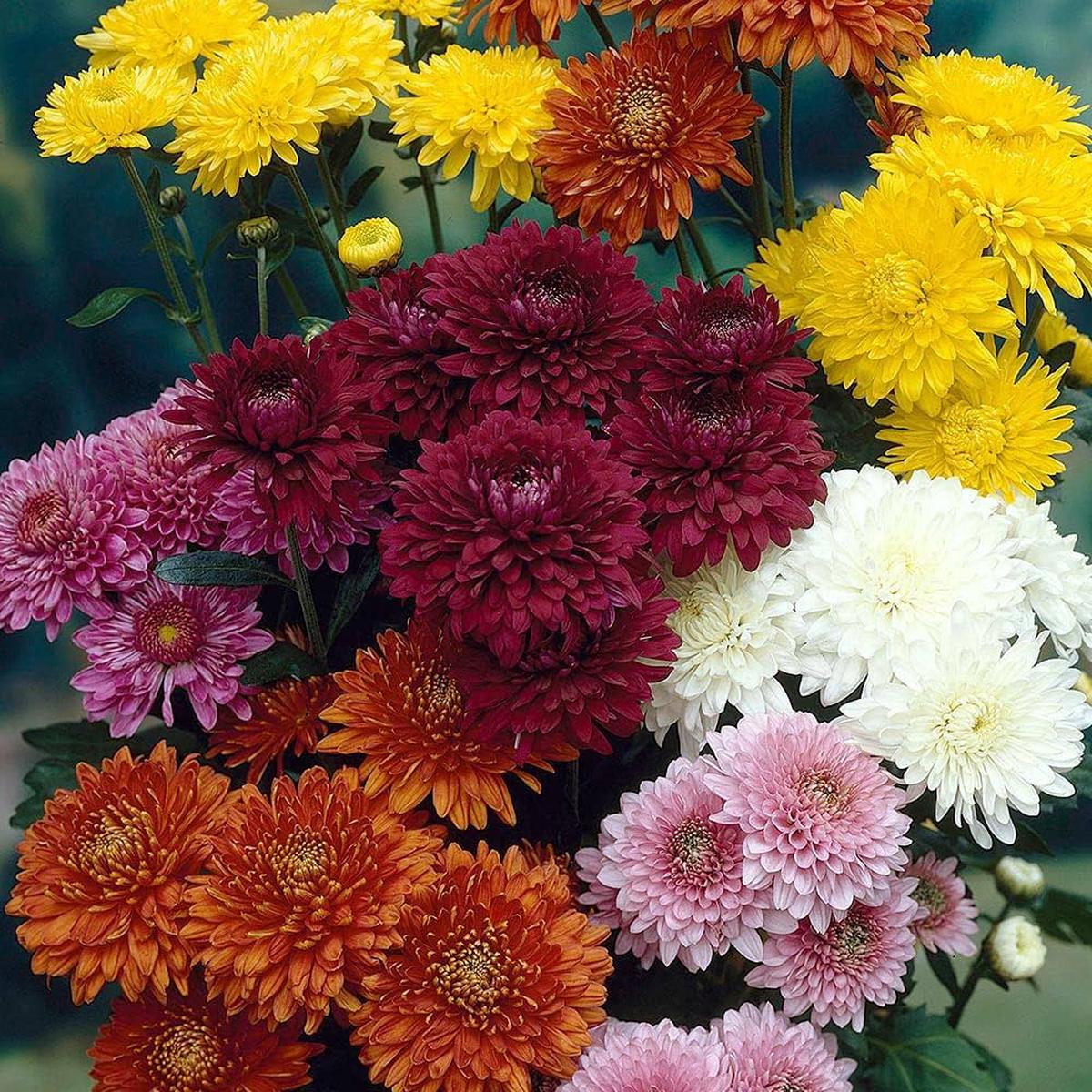 Chrysanthemum Flower Seeds for Planting  Heirloom, Non-GMO, Easy to Grow, Annual