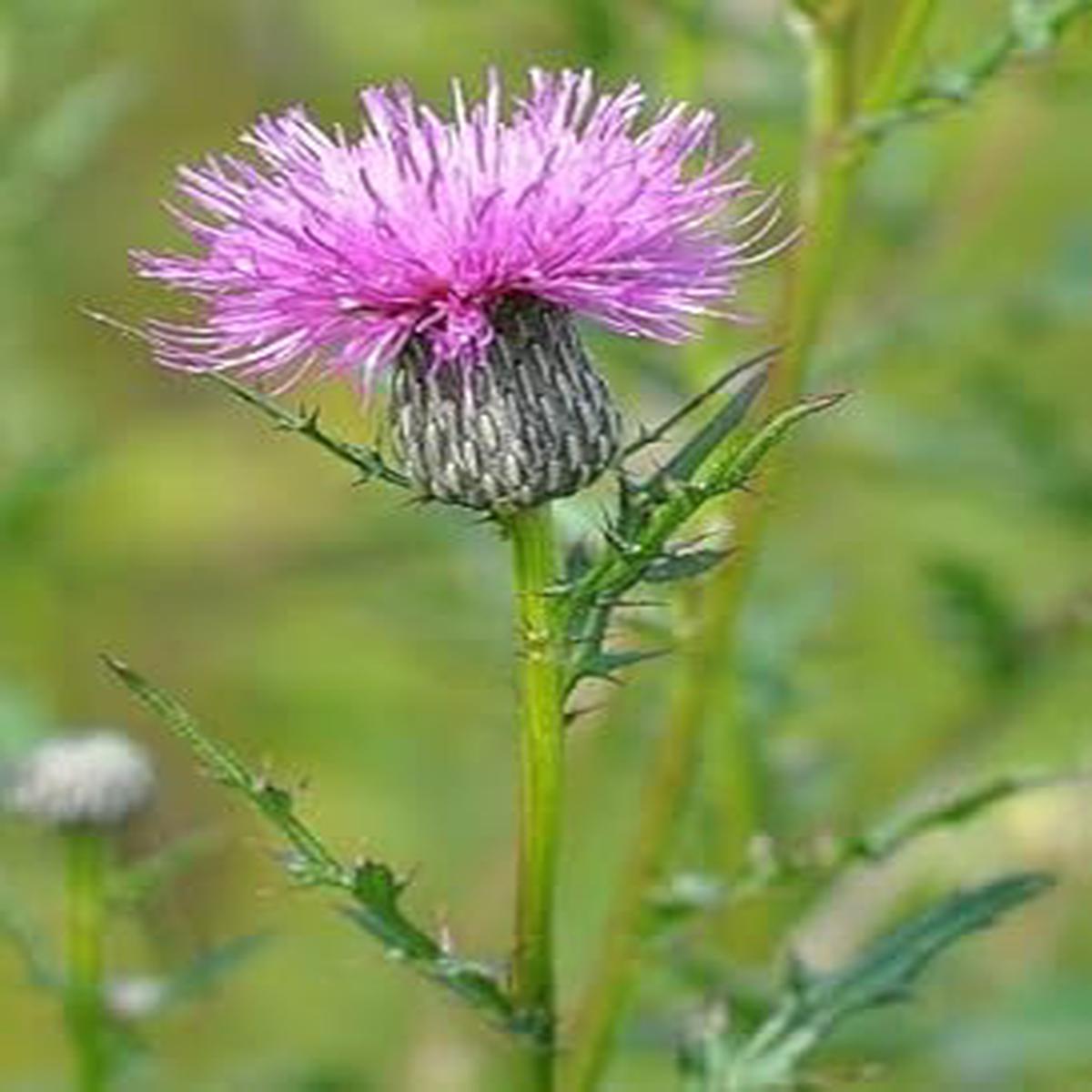 Cirsium Muticum Flower Seeds  Heirloom Non-GMO Seeds for Pollinator-Friendly Wildflower Garden Planting
