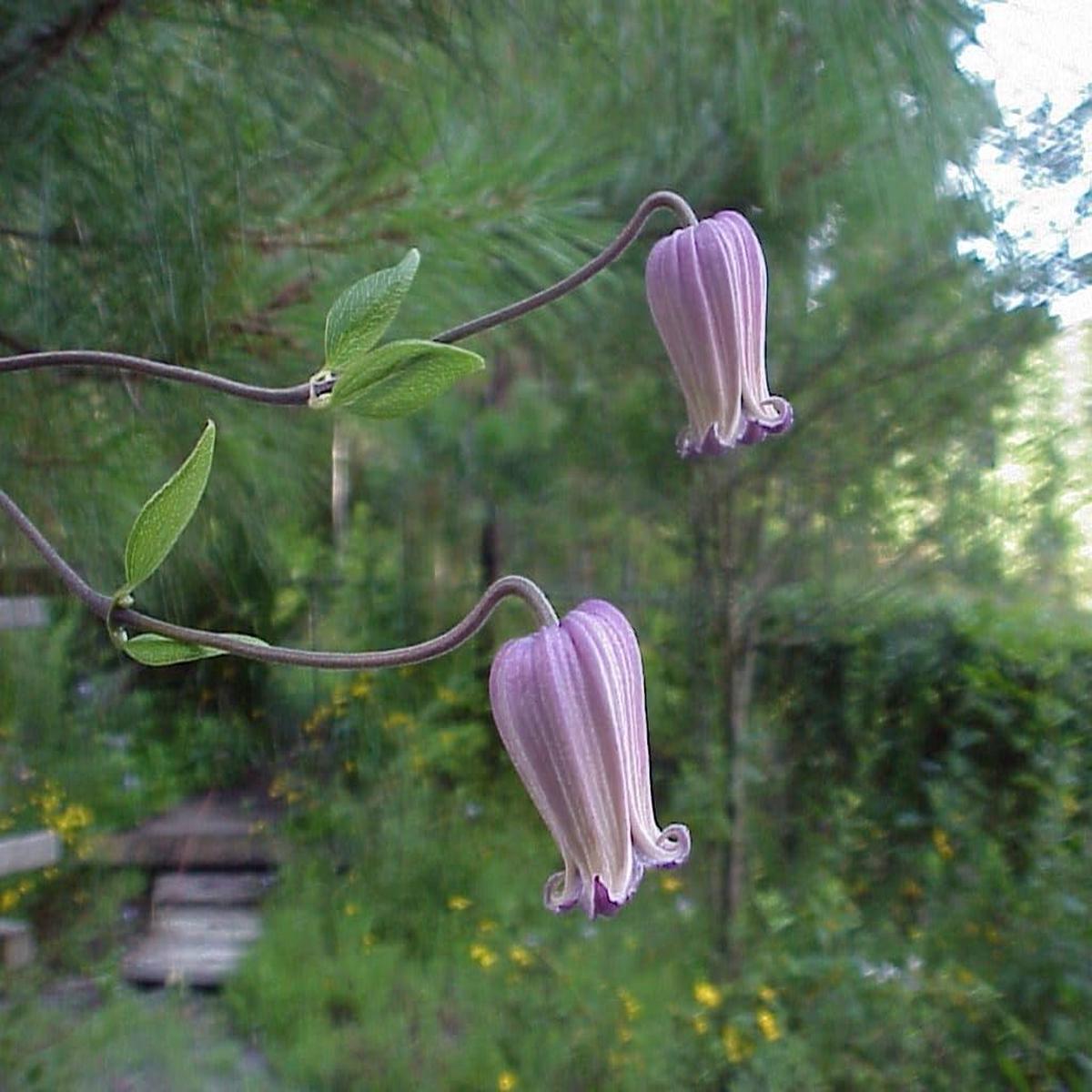 Clematis Reticulata Flower Seeds  Heirloom Non-GMO Organic Garden Seeds for Planting  Low Maintenance, High Germination Vines