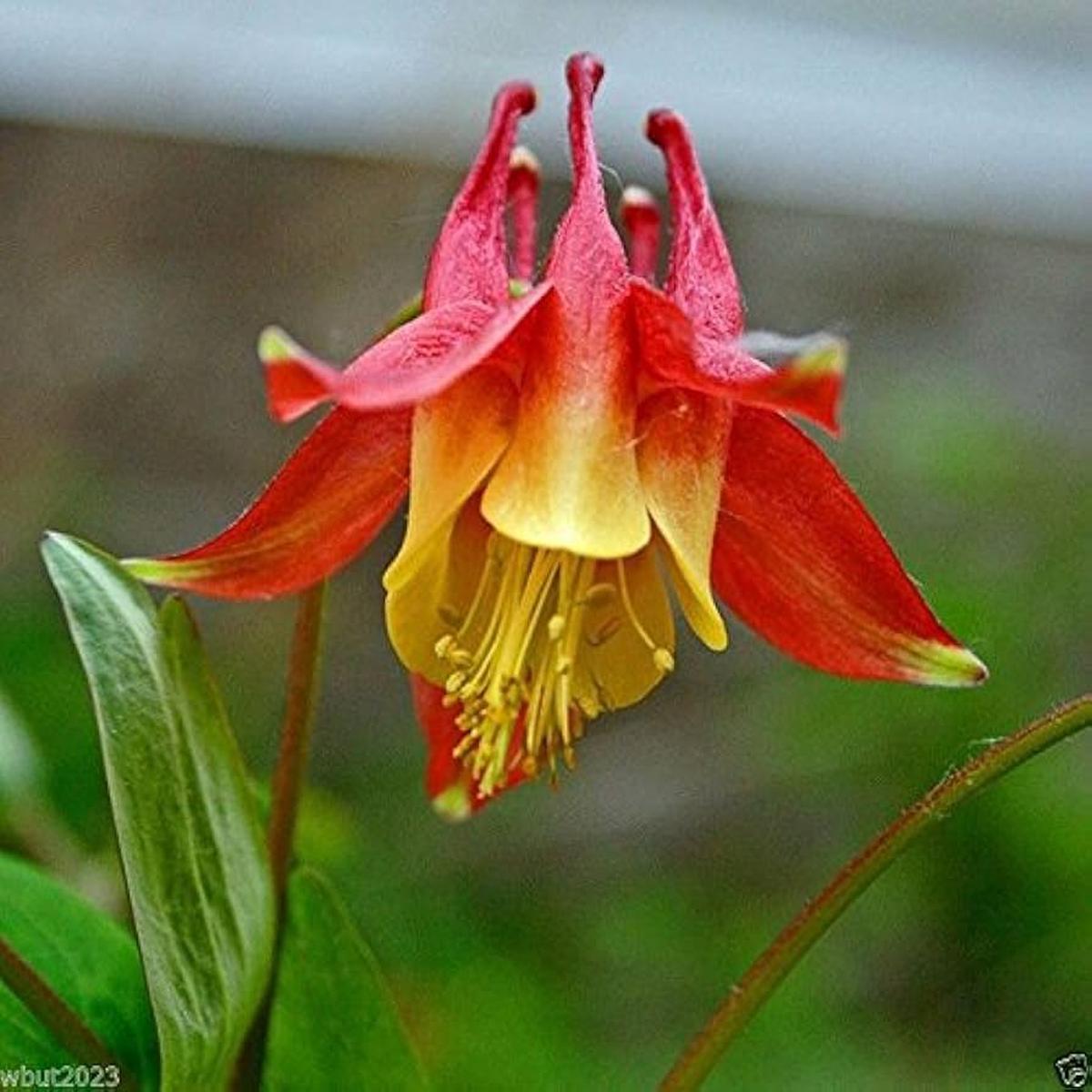 Columbine Eastern Red Seeds  for Aquilegia Canadensis Flowers