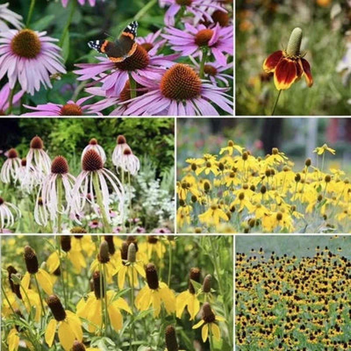 Coneflower CONEHEAD Mix Seeds for Planting Echinacea - Perennials, Annual Mix USA  Heirloom, Non-GMO, Perennial, Pollinator-Friendly
