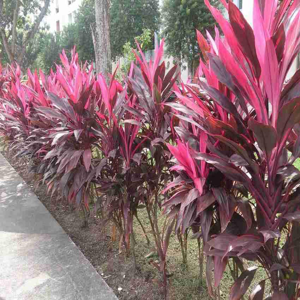 Cordyline Rubra Flower seeds for Planting - Wildflower Mix, Heirloom & GMO Free Seeds for Home Garden