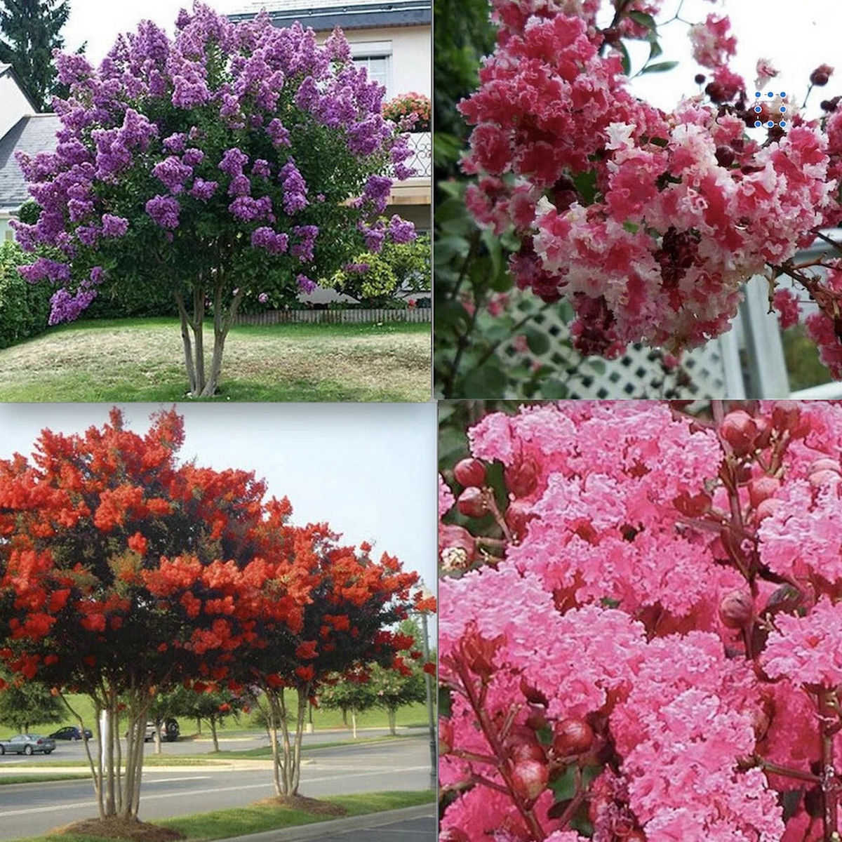 CRAPE CREPE MYRTLE flowering bloom tree bush rare exotic plant garden Seeds  Heirloom, Non-GMO, High Germination Organic Garden Seeds