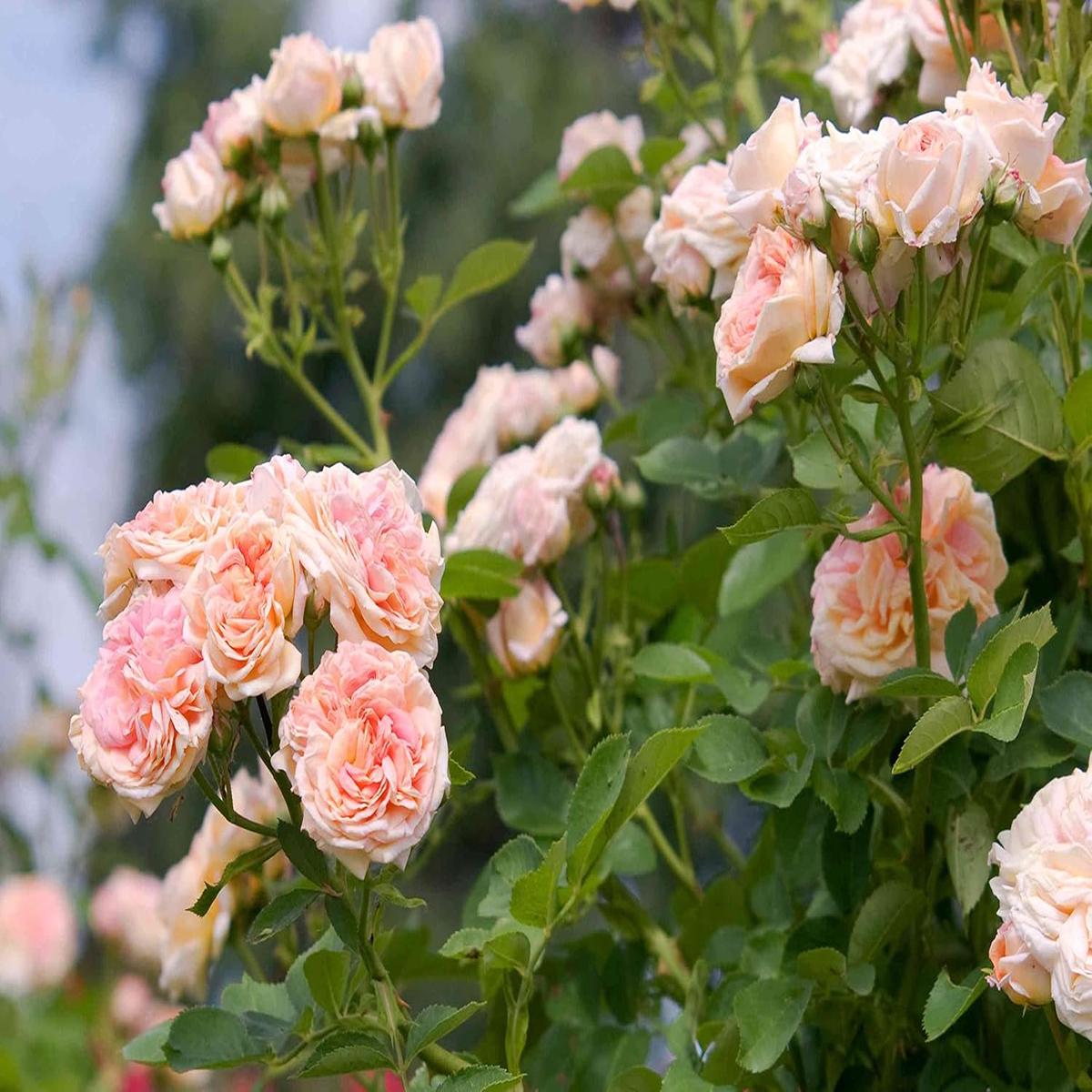 Cream Climbing Rose Flower Seeds for Planting - Heirloom, Non-GMO, High Germination Organic Garden Seeds