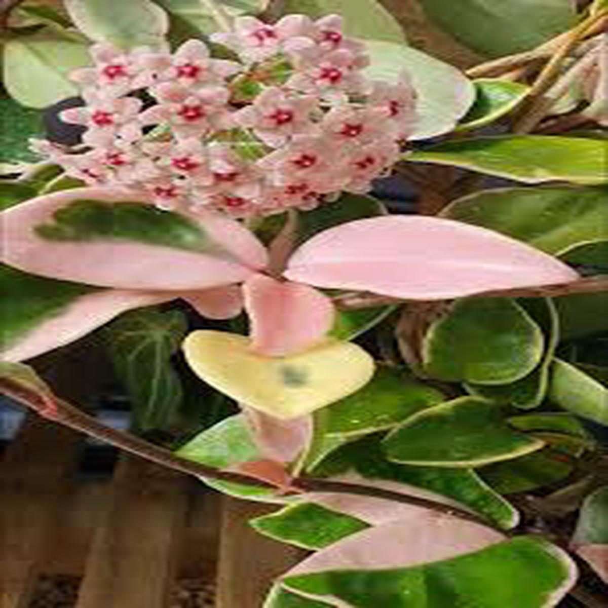 Cream Red Hoya Flower Seeds for Planting  Heirloom, Non-GMO, High Germination Organic Garden Seeds
