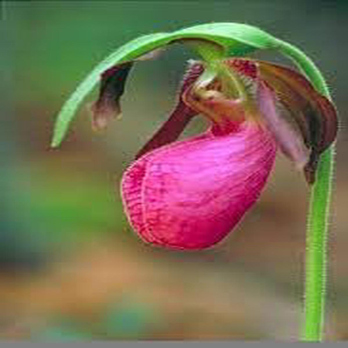 Cypripedium Acaule Flower seeds for Planting - Bright Blooms, Heirloom & GMO Free Seeds for Home Garden