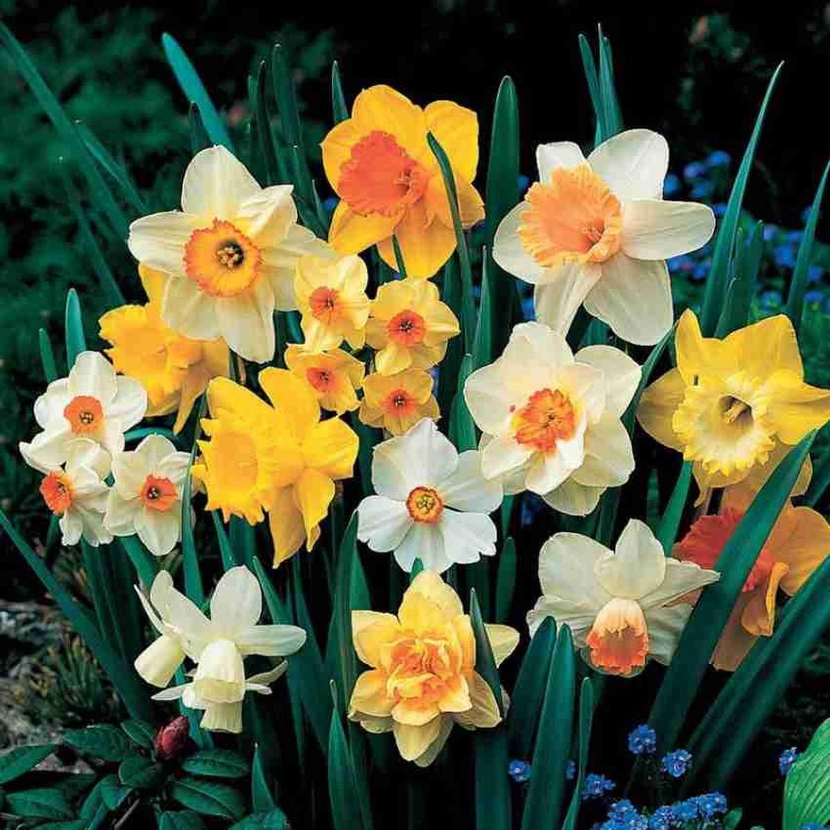 Daffodil Flower Seeds for Planting Mixed Colors  Shade Tolerant, Heirloom, Non-GMO, High Germination Organic Garden Seeds