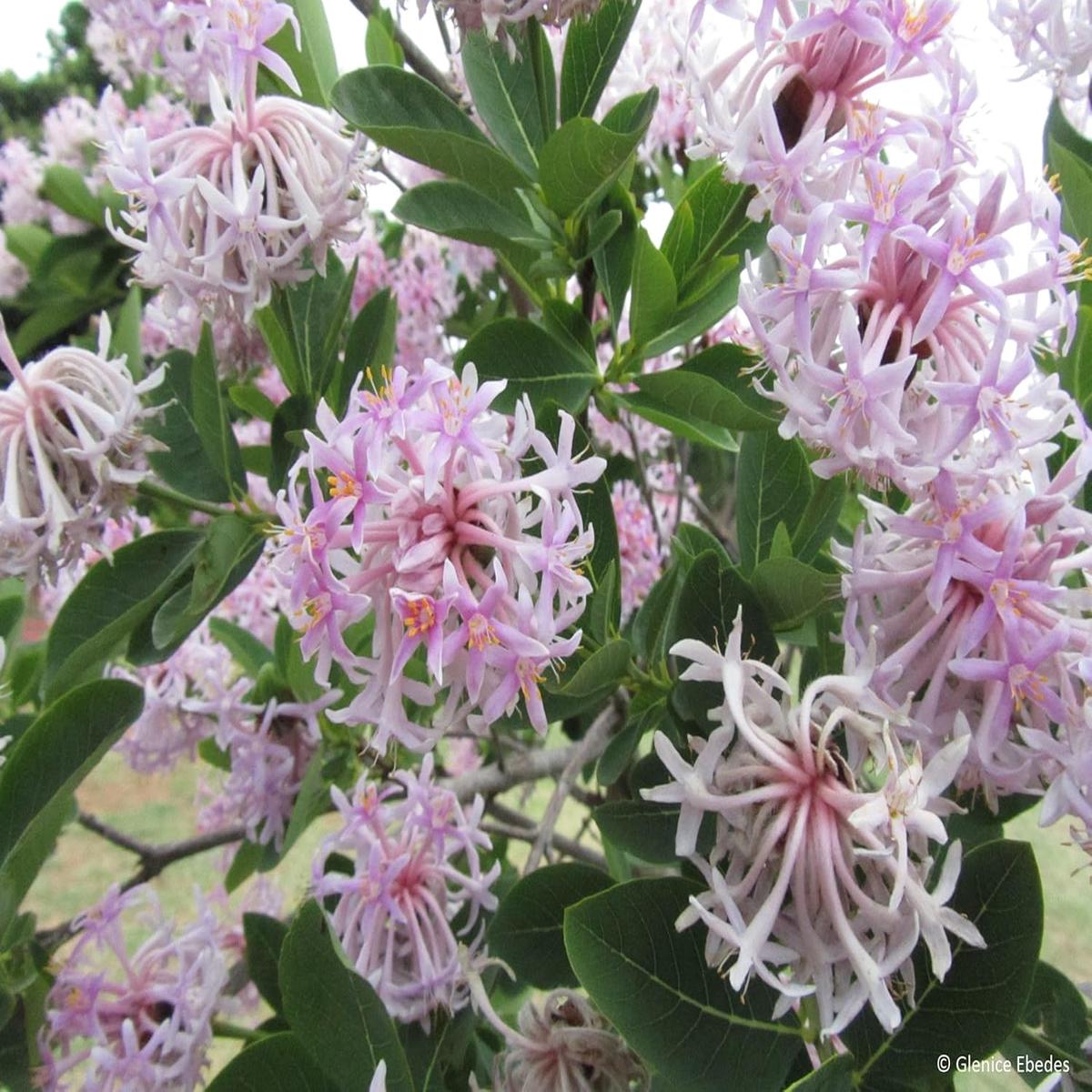 Dais Cotinifolia Flower Seeds for Planting, Heirloom, Non-GMO
