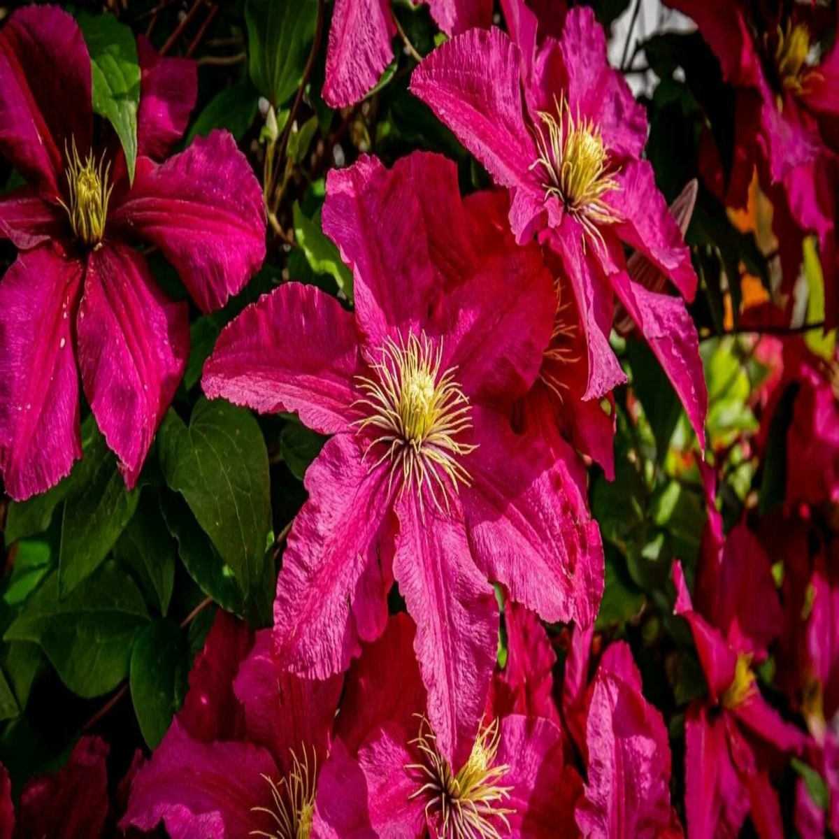 Dark Pink Clematis Flower Seeds for Planting  Heirloom, Non-GMO, High Germination Organic Garden Seeds