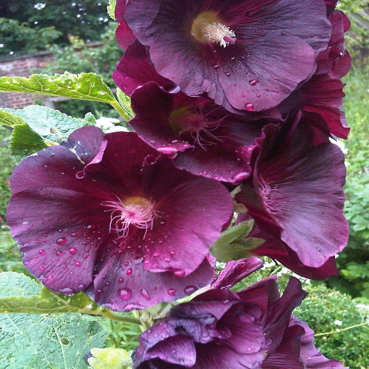 Dark Purple Althaea Rosea Heirloom Non-GMO Seeds for Planting Organic Garden Seeds with High Germination