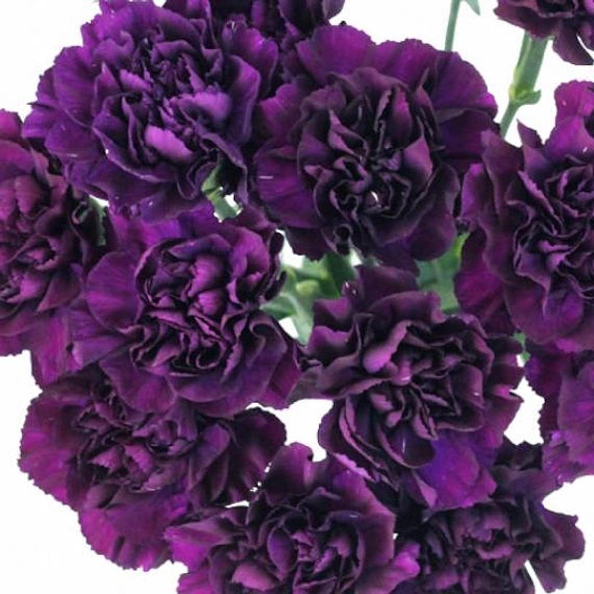 Deep Purple Carnation Flower Seeds for Planting  Garden Favorite, Heirloom, Non-GMO, High Germination