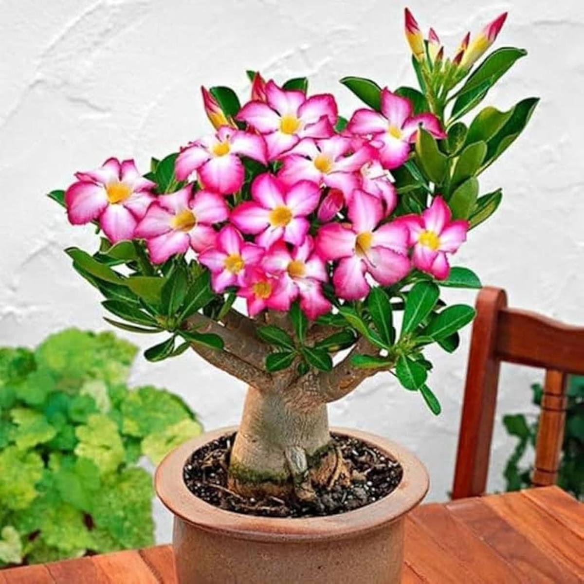 Desert Rose Adenium Obesum Formaldehyde-Absorbing Flower Seeds for Planting  Suitable for Bonsai and Indoor Air Purifying Use